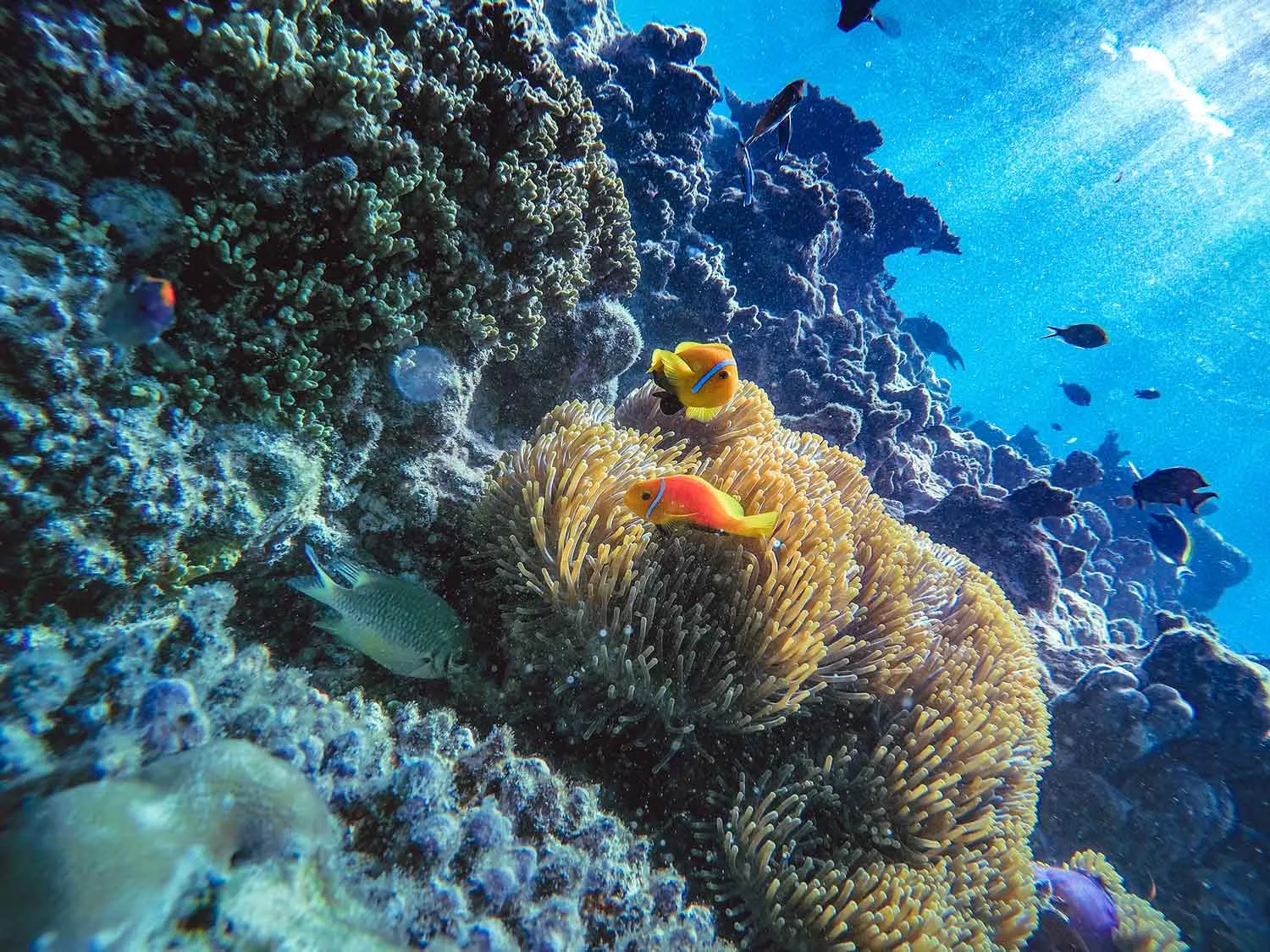 Snorkeling
