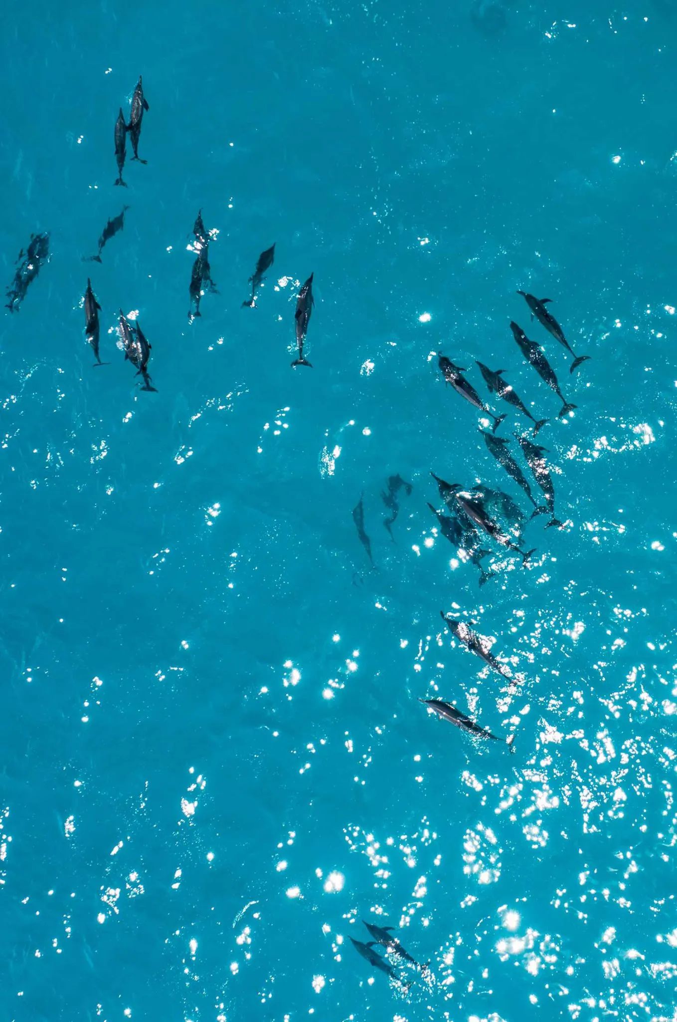 experience sunset cruise dolphin 1358x2048__281_29