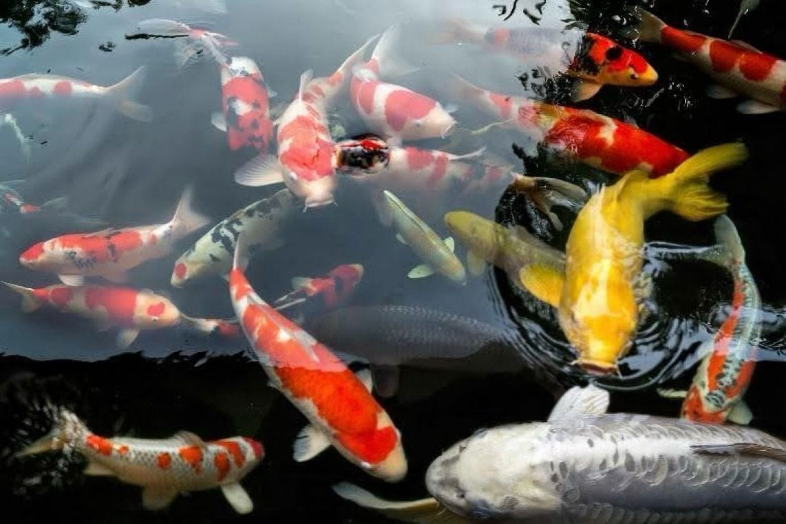 Wild swimming with Koi
