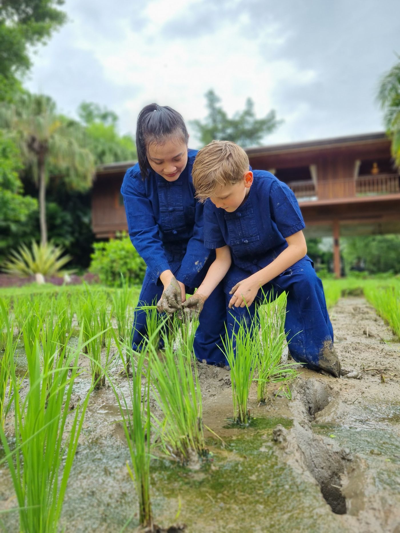 Rice Planting 