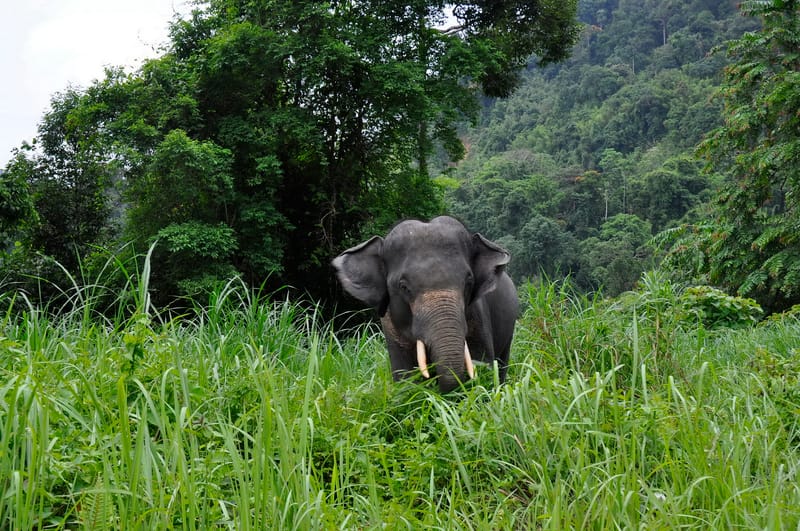 Tatvani Elephant Sanctuary: A Safe Haven in the Heart of Northern Thailand