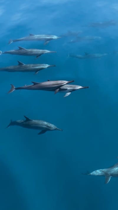 reethi faru resort gallery image 49