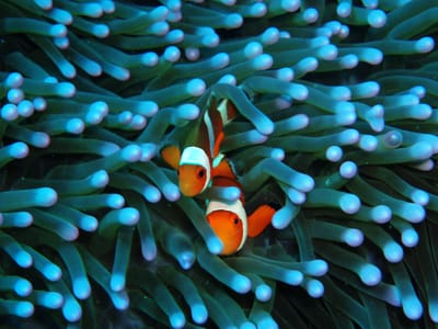 reethi faru resort gallery image 26