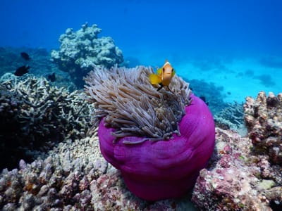 reethi faru resort gallery image 35