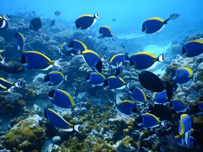 reethi faru resort gallery image 24