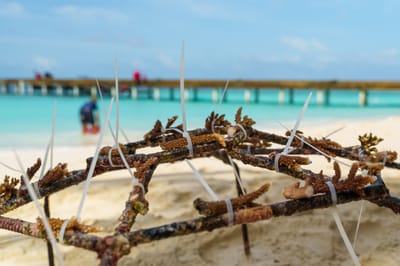 reethi faru resort gallery image 56