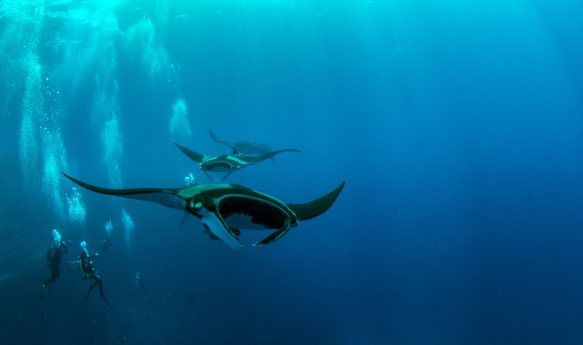 Manta Ray Season : Snorkeling & Diving Highlights